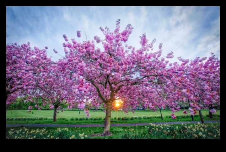 Ανθισμένη Φύση Ένα σημάδι της αναζωπύρωσης της άνοιξης 2 Spring Blossoms: Nature's Reawakening